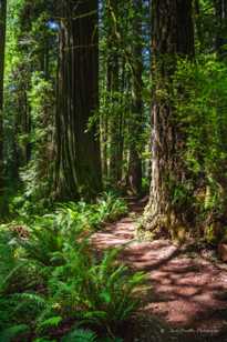 Prairie Creek Redwoods-0255